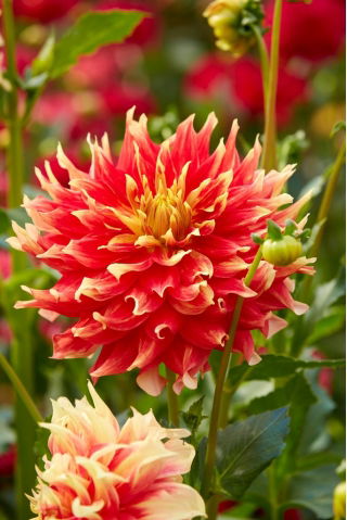 Dahlia - Bodacious - large pack! - 10 pcs