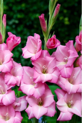 apr?s Toi gladiolus - 5 stk.