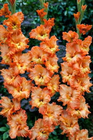 Gladiolus Princess Ruffle - velik paket! - 50 kos
