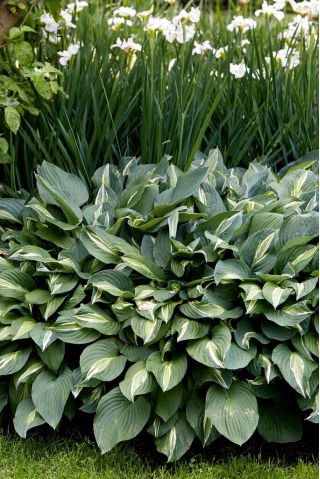 Snake Eyes hosta, útifű liliom