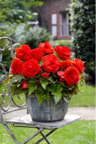 Superba Begonia rossa a fiore grande - a fiore rosso - confezione grande! - 20 pezzi