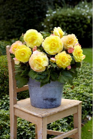 Superba Yellow large-flowered begonia - yellow-flowered - 2 pcs