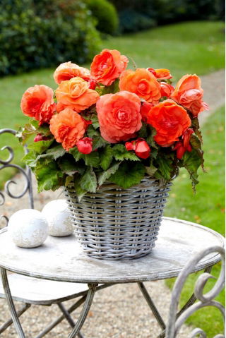 Superba Orange large-flowered begonia - orange flowered - large package! - 20 pcs