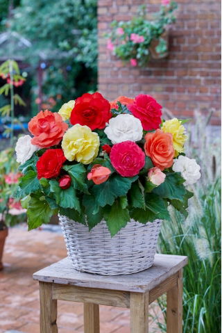 Superba storblomstret begonia - farveblanding - 2 stk.