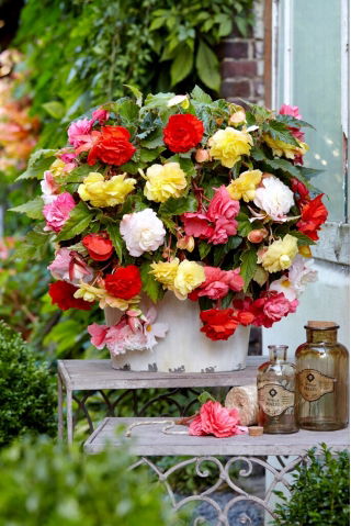 Begonia profumata - mix di colori - 2 pz
