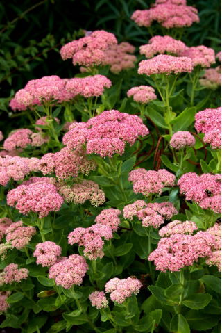 Showy stonecrop - Sedum spectabile - seedling - large package! - 10 pcs; iceplant, butterfly stonecrop