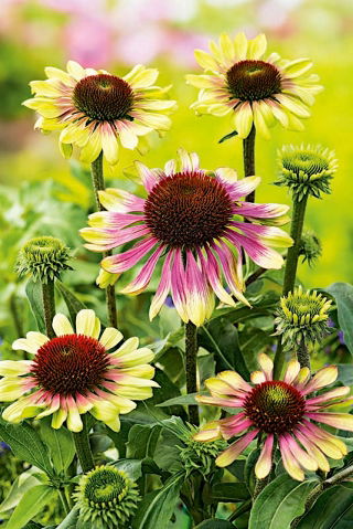 Green Twister coneflower viola orientale verde-rosa - pacchetto grande! - 10 pezzi; echinacea riccio, echinacea