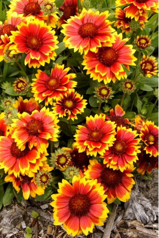 Flor de manta Arizona Sun - plántulas - paquete grande! - 10 piezas
