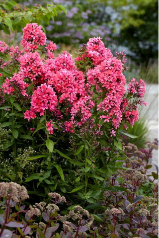 Cleopatra fall phlox - 1 pc