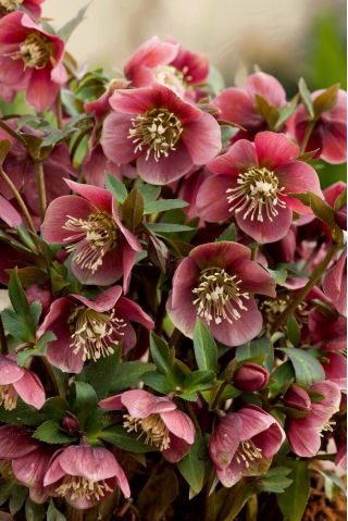Helleborus, Hellebores Atrorubens - large package! - 10 pcs