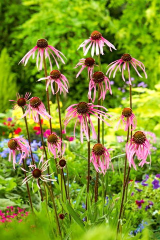 Echinacea, Coneflower Pallida - голяма опаковка! - 10 бр - 
