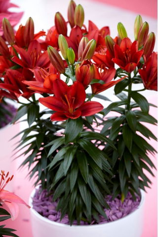 Tiny Rocket miniature lily