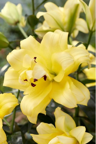 Giglio esotico dell'albero del sole - doppio fiore - confezione grande! - 10 pezzi