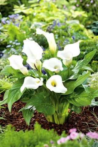 Zantedeschia, Calla Lily White -  large package! - 10 pcs