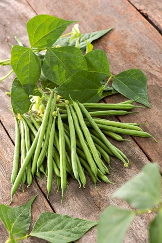 Kacang Prancis Kerdil 'Urania' -   Phaseolus vulgaris - Urania - biji