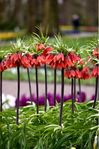 Corona di bellezza rossa imperiale; fritillaria imperiale, corona di Kaiser - confezione grande! - 10 pezzi