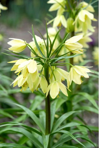 la fritillaria di Radde; corona nana imperiale - confezione XL - 50 pz