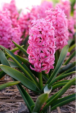 Scarlet Pearl Hyazinthe - XL Packung 30 Stk - 