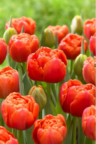 Icoon tulp - XL verpakking - 50 st - 