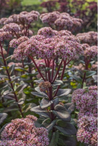 Vera Jameson orpine - Sedum - zaailing - grootverpakking! - 10 stuks; leven lang, kikkerbuik, harpspelende Johnny, eeuwig leven, eeuwig leven, midzomermannen, Orphan John, heksengeldzakken - 