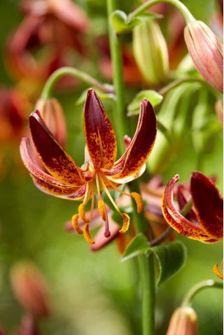 arābu bruņinieka martagona lilija; Turk's cap lily - XL iepakojums - 50 gab.