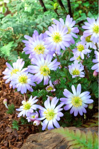 Balkan anemone - Blue Splendor - XXXL pakke - 400 stk.; Græsk vindblomst, vintervindblomst