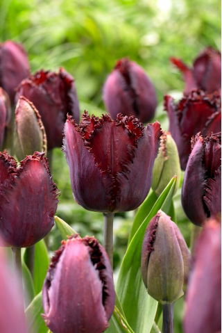 Black Jewel tulip - XXXL pack  250 pcs