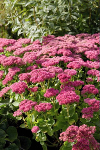 Mini Joy stonecrop - Sedum - planta - XL-pack - 50 st
