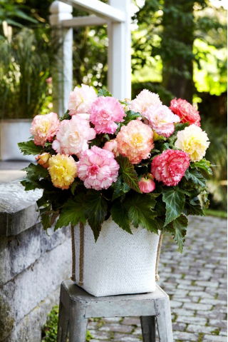 Mezcla de Begonia Samba - 2 piezas