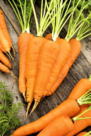 Carrot - Flakkese 2 - Late, Storage-Ready Variety - Fresh Seeds