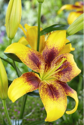Lily - Yellow Brush - Large Pack! - 10 pcs.