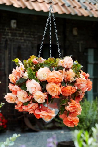 Trailing Begonia - Splendide Apricot - Large Pack! - 20 pcs.