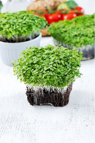Microgreens - Mizuna verde - folhas jovens com sabor único - 100g de sementes (Brassica rapa var. nipposinica)