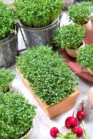 Microgreens - Cress - Peppery Kick, Perfectly Delicate - Fresh Seeds