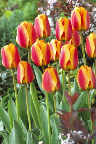 Tulip - Apeldoorn's Elite - Large Pack! - 50 pcs