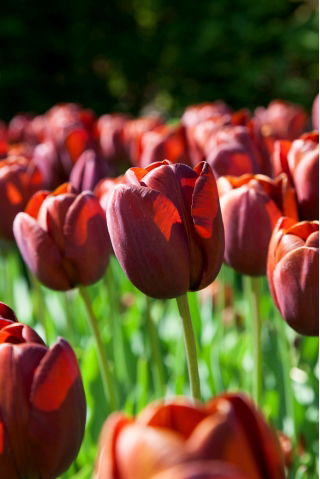 Tulip - Dom Pedro - GIGA Pack! - 250 pcs