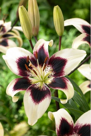 Lily - Patricia's Pride