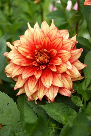 Dahlia - Dazzling Magic