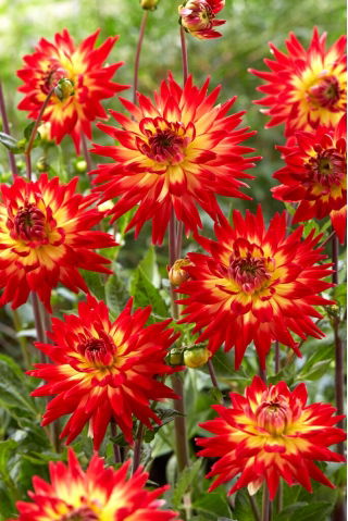 Dahlia - Karma Bon Bini