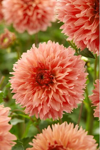 Dahlia - Orange Fubuki - Large Pack! - 10 pcs