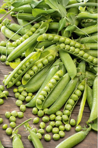 Erwt - Cud Kelvedonu - Pisum sativum - zaden