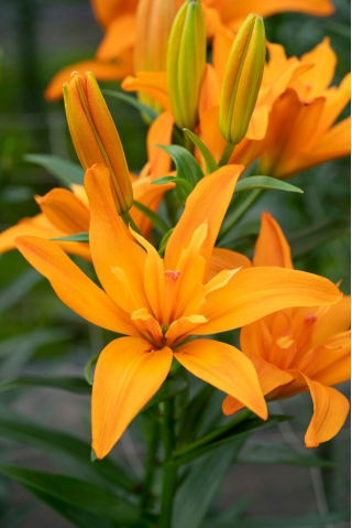 Lily 'Scoubidou' - Double Flowered