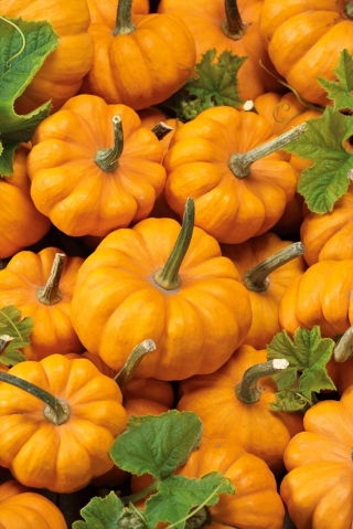 Zucca Ornamentale - Sweetie Pie - Mini zucche di Halloween - Semi Freschi