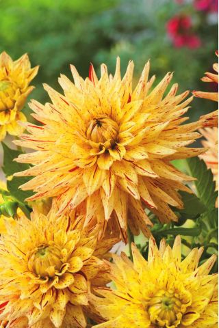 Dália - Hy Pimento - Dahlia