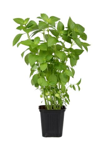Bazsalikom Citromillatú - Ocimum basilicum citriodora - Élénk citrusos íz, amely feldob minden ételt! - Friss vetőmagok