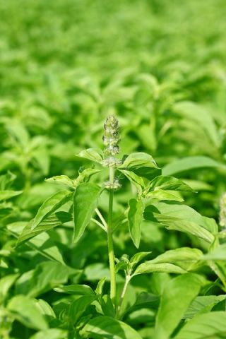 Bazsalikom Citromillatú - Ocimum basilicum citriodora - Élénk citrusos íz, amely feldob minden ételt! - Friss vetőmagok