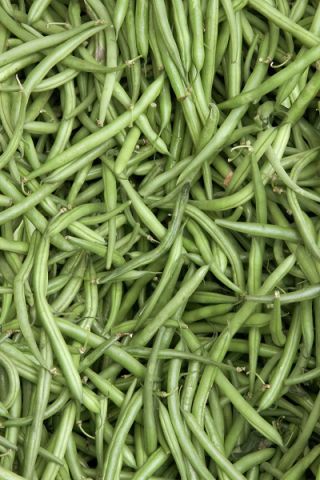 Buschbohne ‘Gracja’ Samen - Phaseolus vulgaris L. - 300 Samen -  