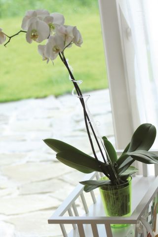 Holder for orchids - Green