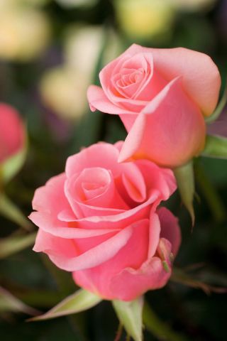 Rosa de flores grandes - rosa claro - plántulas en maceta - 