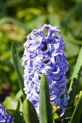 Hyacinthus Sky Jacket - Hyacinth Sky Jacket - 3 bulbs